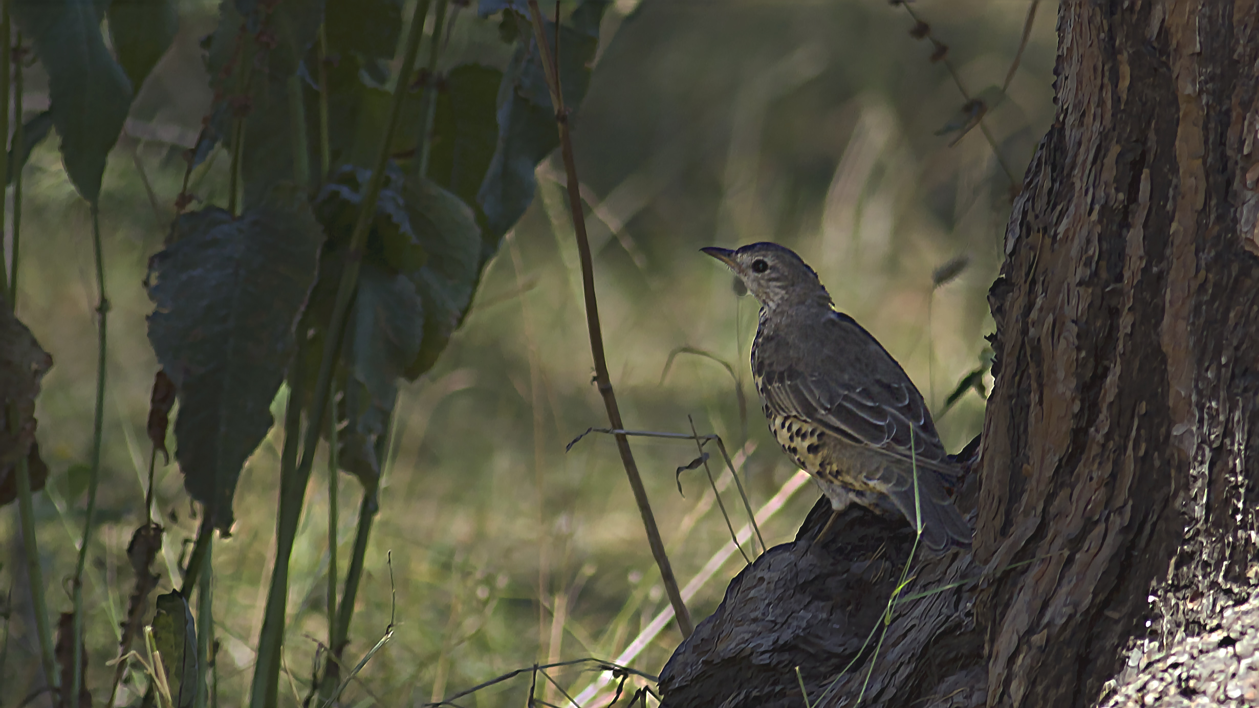Mistle Thrush